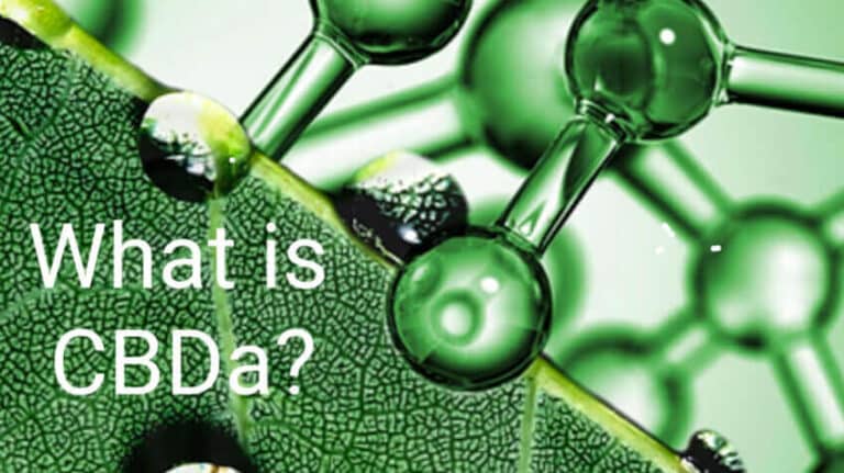 What is CBDA and what are its benefits - The Hempers