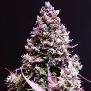 Cream Caramel Autonsweet seeds