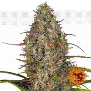 gorrila glue auto barneys farm
