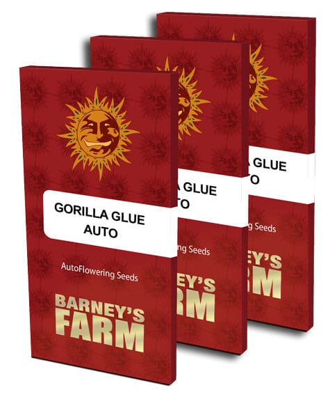 gorilla glue auto barney's farm