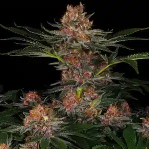 PURPLE PUNCH AUTO BARNEYS