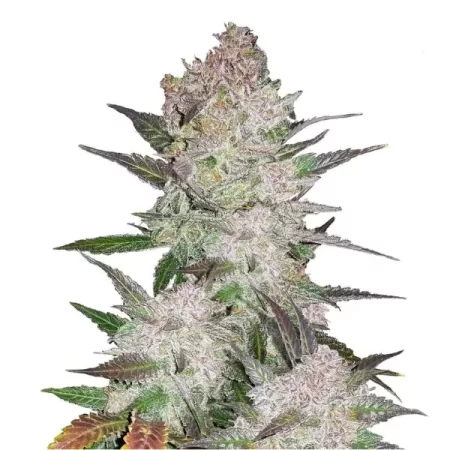 Cream Cookies Car