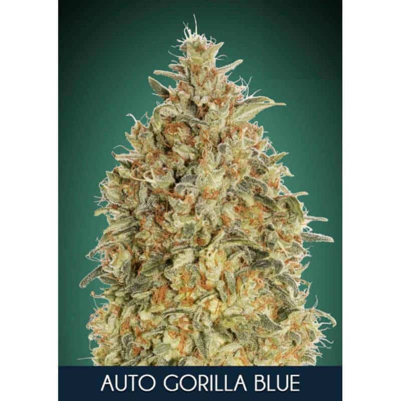 auto gorilla blue