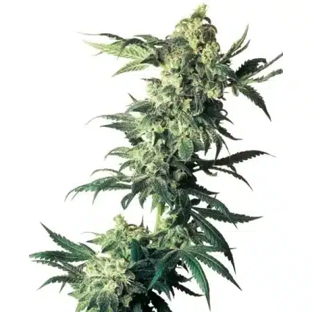 Northern Lights Feminized