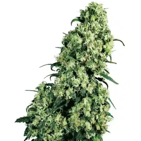Skunk #1