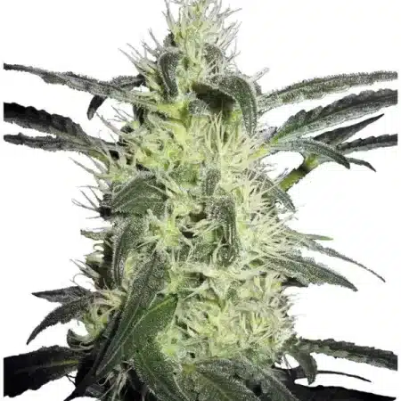 Silver Haze Feminized