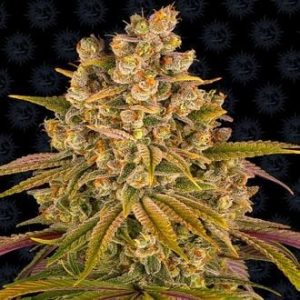 Lemon Tree Feminized