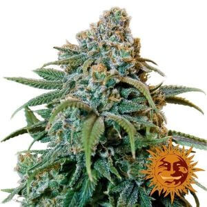 Liberty Haze Feminized