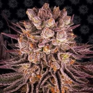 mimosa orange punch
