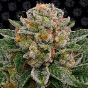 Skywalker OG Auto