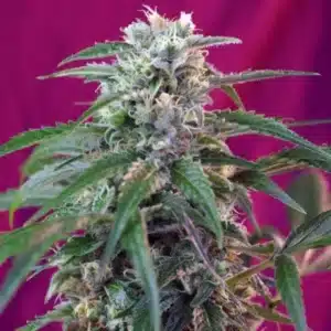 Green Poison Auto