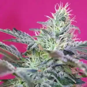 Sweet Cheese Auto