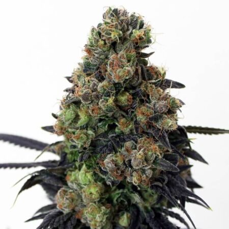 Acid Dough Ripper Seeds