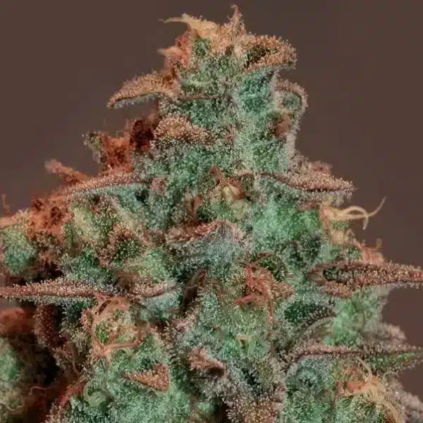 nova-og Auto Nova OG