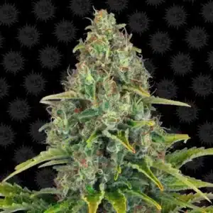 BLUEBERRY CHEESE AUTO BARNEYS FARM
