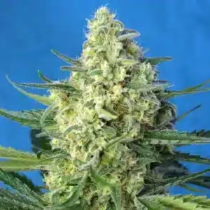 Jack 47 XL AUTO
