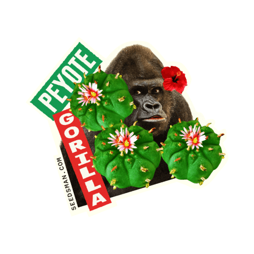 peyote_gorilla