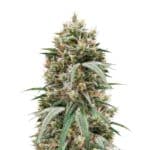 Blueberry Hill Feminized Seeds Herbies Seeds