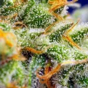 Crystal Candy XL Auto Sweet Seeds