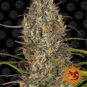 Glue Gelato Auto Barney's Farm
