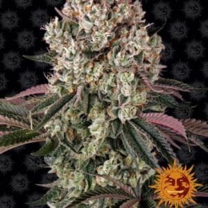 Glookies Feminized Barney's Farm