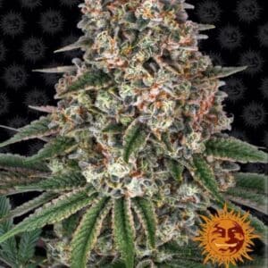 Tropicanna Banana Barney's Farm