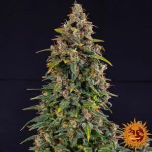 Watermelon Zkittlez Auto Barney's Farm
