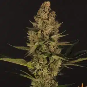 Dos Si Dos 33 Feminized Barney's Farm