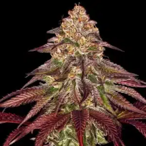 Mimosa x Orange Punch Auto