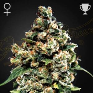 Jack Herer Green House Seeds