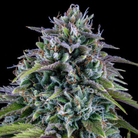 24 Carat Auto από Mephisto Genetics – αυτόματος σπόρος κάνναβης με γλυκό άρωμα και βαθιά indica επίδραση