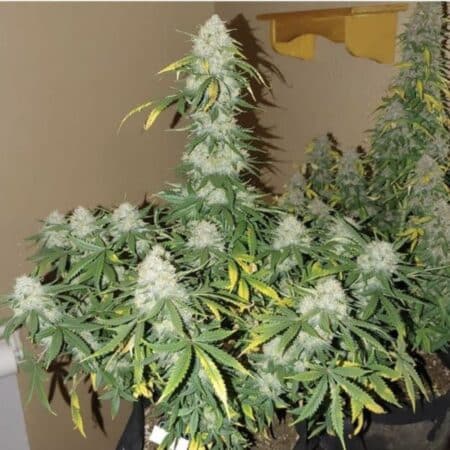 Boss Hog Auto – Αυτόματος σπόρος από Cali Connection με ισχυρή indica επίδραση και καυστικό άρωμα