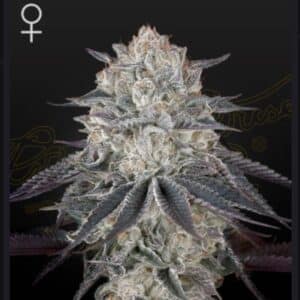 Fullgas! Green House Seeds