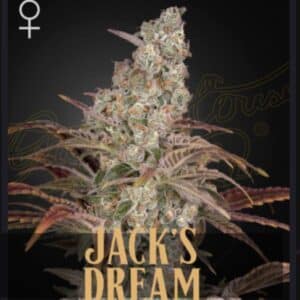 Jack's Dream από την Green House Seeds