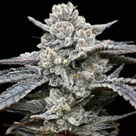 Lemon Cherry Gelato Barney's Farm x Backpackboyz