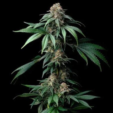 Mendo Breath Barney's Farm
