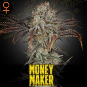 Money Maker Green House Seeds