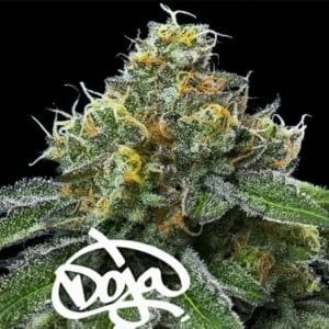 RS11 x Banana OG Barney's Farm Doja