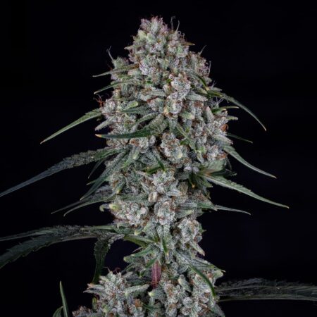 Skywalker - automatic seed from Mephisto Genetics with strong indica effect and fuel aroma