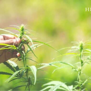 No Novel Food: CBD as a ‘traditional superfood’