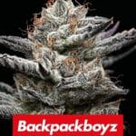 black-cherry-gushers-barneys-seeds