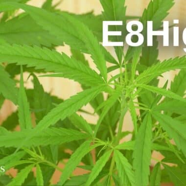 No Novel Food: CBD as a ‘traditional superfood’