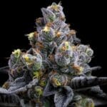 garlic-cookies-barneys