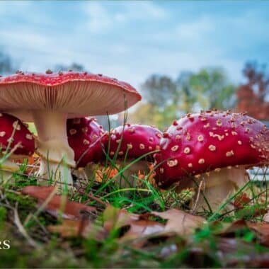 No Novel Food: CBD as a ‘traditional superfood’