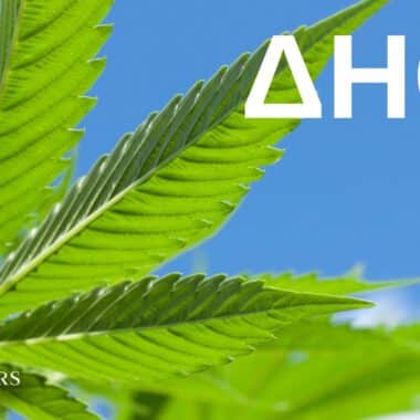 No Novel Food: CBD as a ‘traditional superfood’