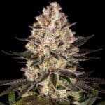 hindu-kush-barneys
