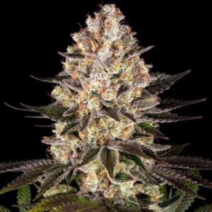 Hindu Kush Barney’s Farm
