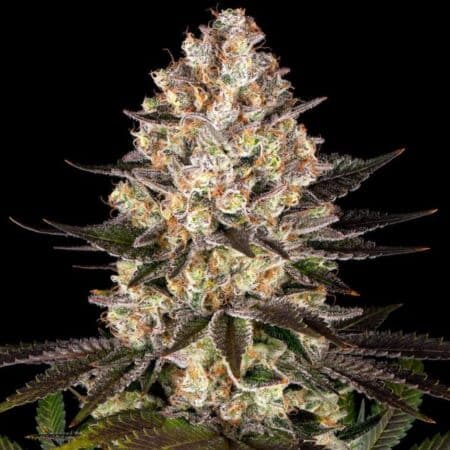 Hindu Kush Barney’s Farm