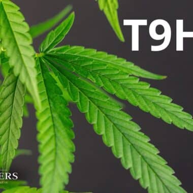 No Novel Food: CBD as a ‘traditional superfood’