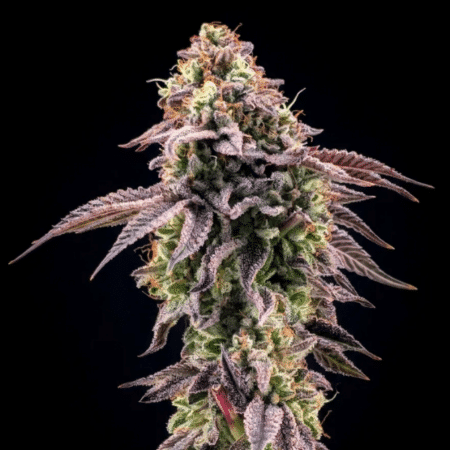 Biscotti Gelato Fast Buds